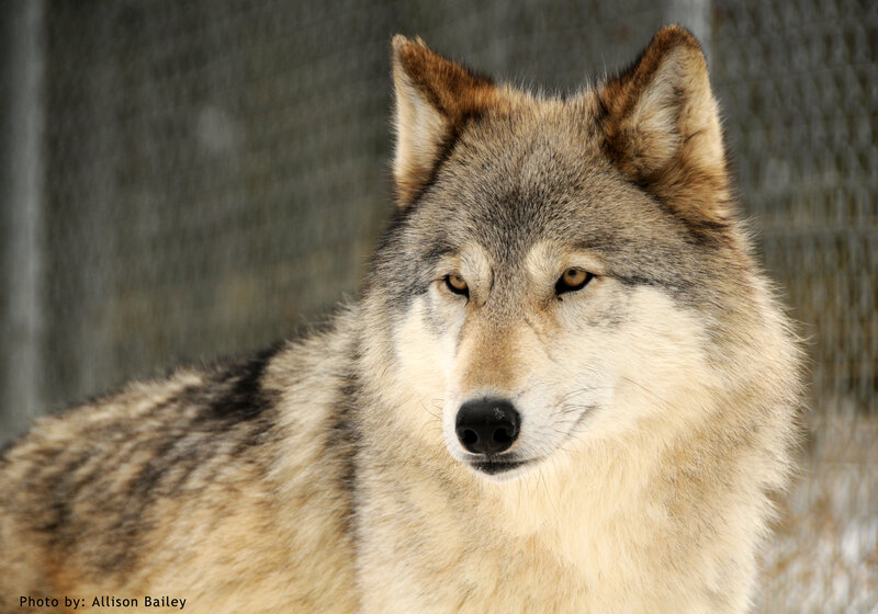 Gray Wolf in Snow — Calm, Winter, Photograph, Fence