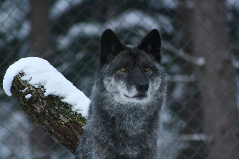 Gray Wolf in Snow — Calm, Winter, Photograph, Fence, Tree