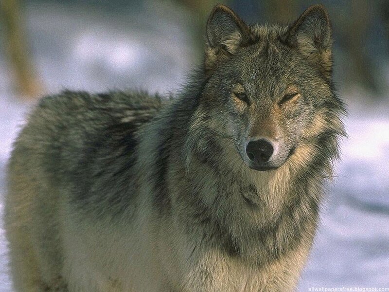 Gray Wolf in Snow — Calm, Winter, Photograph, Forest
