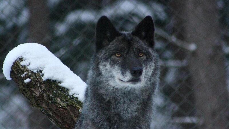Gray Wolf in Snow — Calm, Winter, Photograph, Log