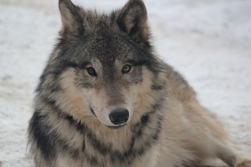 Gray Wolf in Snow — Calm, Winter, Photograph