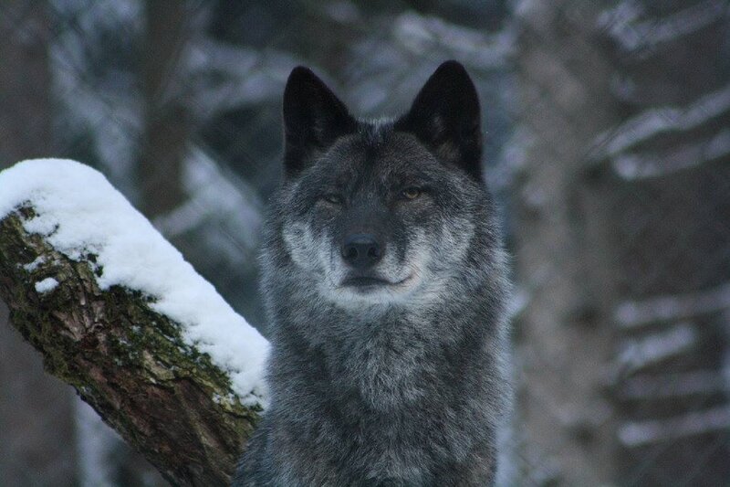 Gray Wolf in Snow — Calm, Winter, Photograph, Tree, Forest