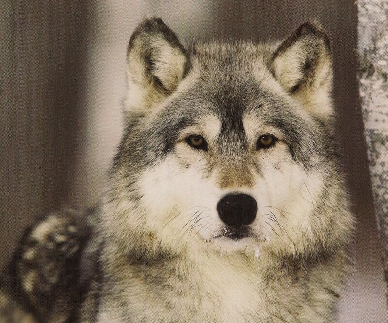 Gray Wolf in Snow — Calm, Winter, Photograph, Tree