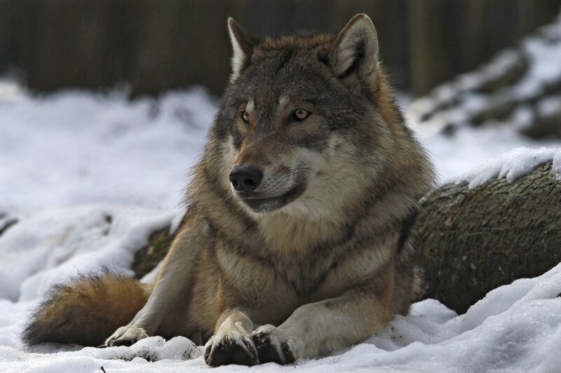 Gray Wolf in Snow — Calm, Winter, Photograph, Tree Trunk