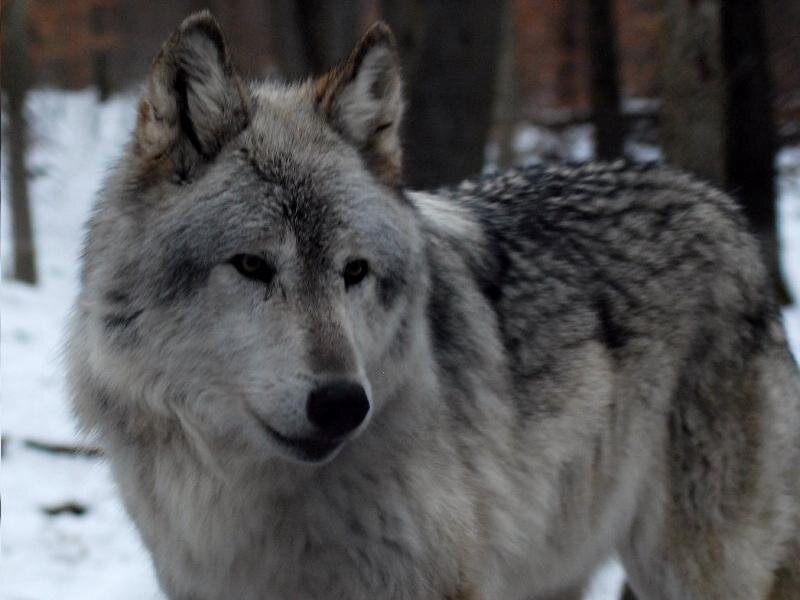 Gray Wolf in Snow — Calm, Winter, Photograph, Trees
