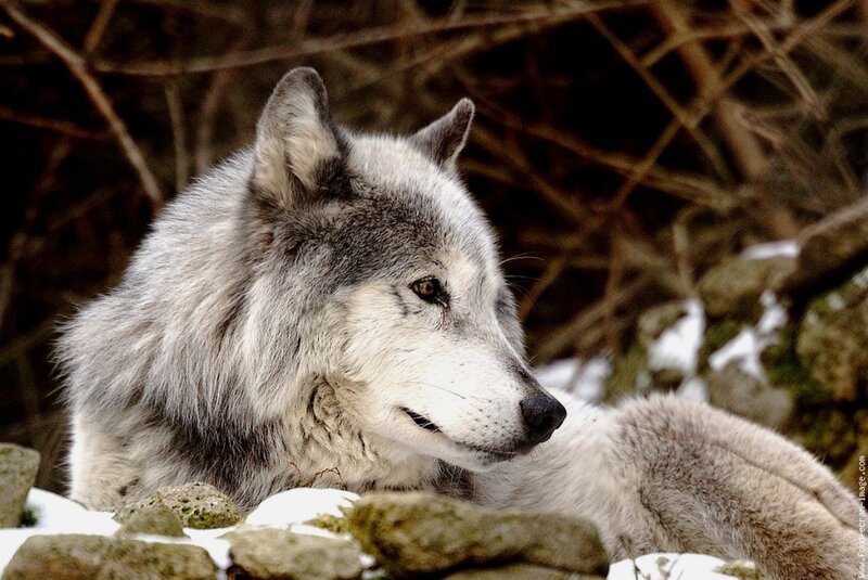 Gray Wolf in Snow — Calm, Winter