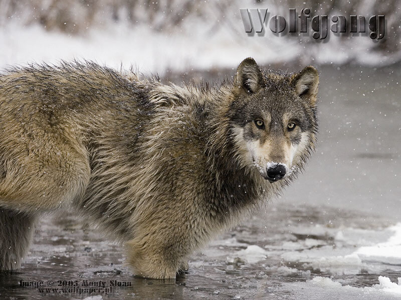 Gray Wolf in Snow — Cold