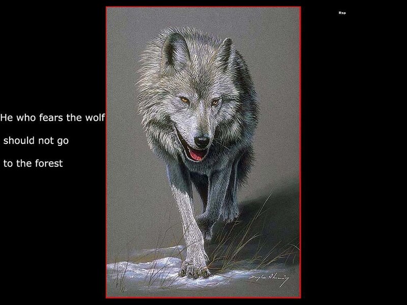 Gray Wolf in Snow — Dramatic