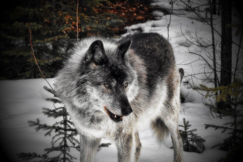 Gray Wolf in Snow — Dramatic, Winter, Photograph, Trees, Forest