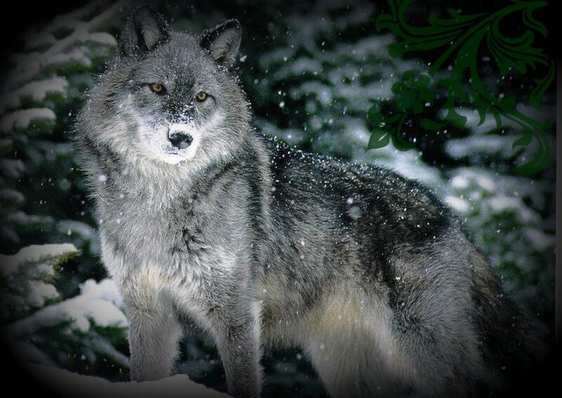 Gray Wolf in Snow — Dramatic, Winter, Photograph, Trees