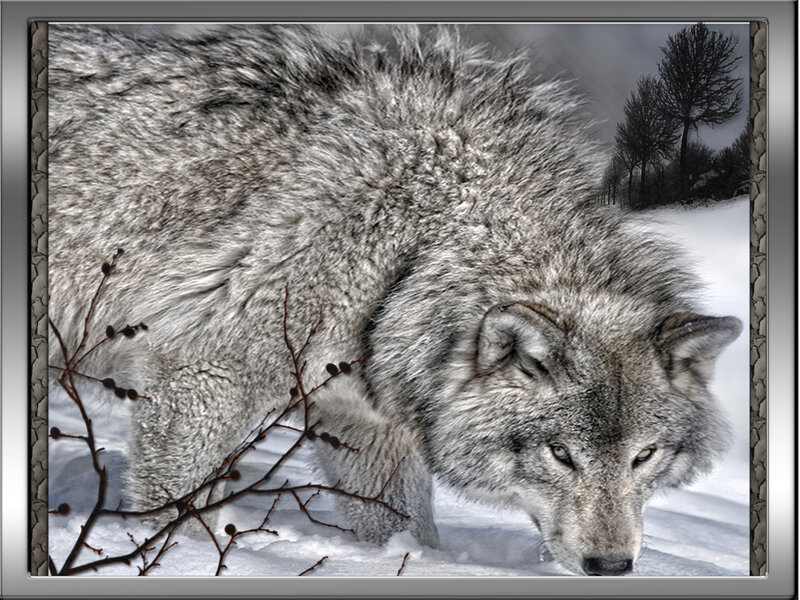 Gray Wolf in Snow — Dramatic, Winter