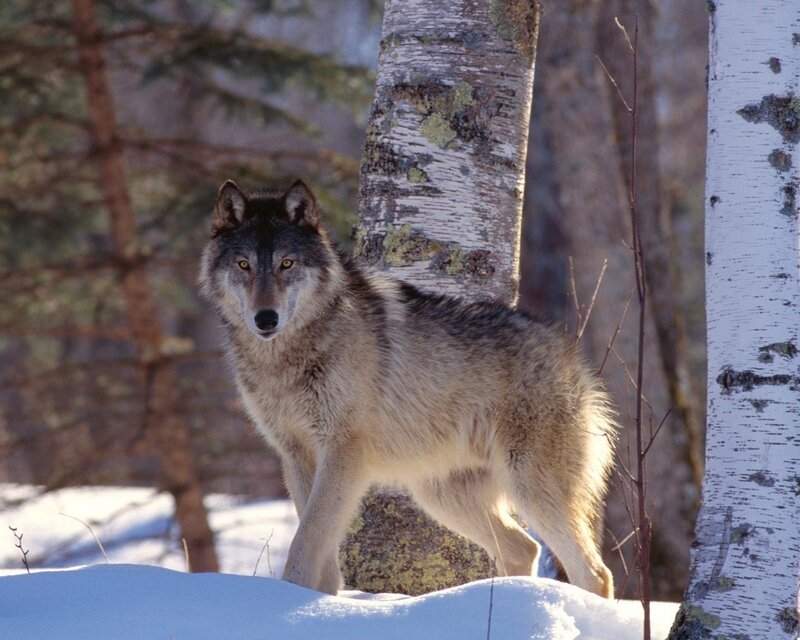 Gray Wolf in Snow — Forest