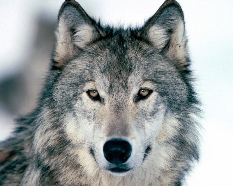 Gray Wolf in Snow — Intense, Black