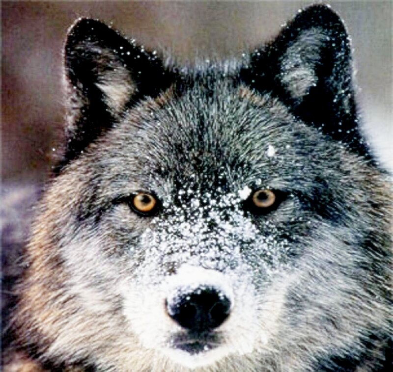 Gray Wolf in Snow — Intense