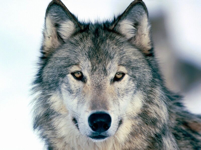 Gray Wolf in Snow — Intense, Winter, Photograph, Ears