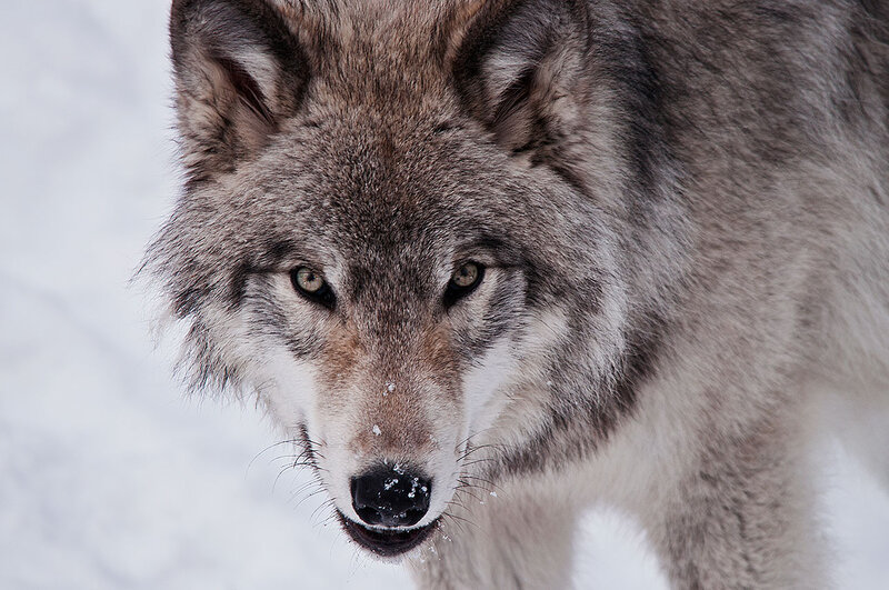 Gray Wolf in Snow — Intense, Winter, Photograph, Eyes