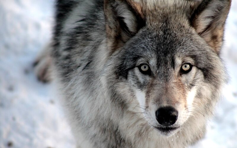 Gray Wolf in Snow — Intense, Winter, Photograph