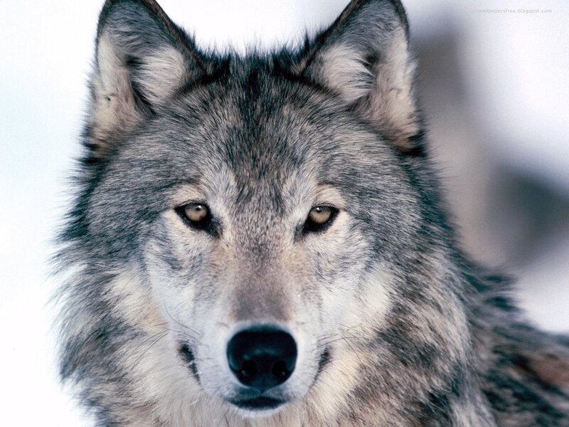 Gray Wolf in Snow — Intense, Winter