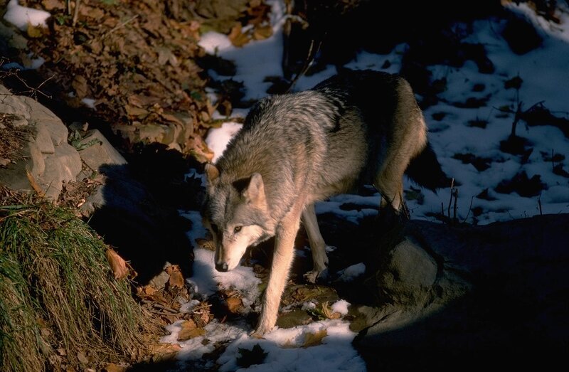 Gray Wolf in Snow — Natural, Winter
