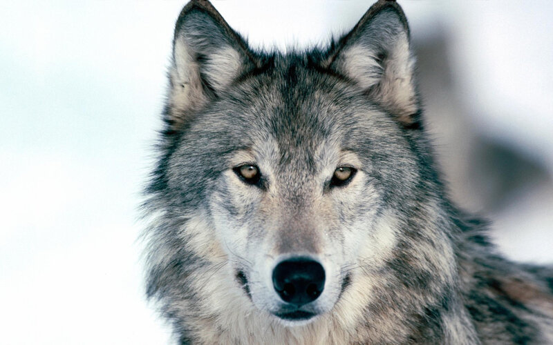 Gray Wolf in Snow — Neutral