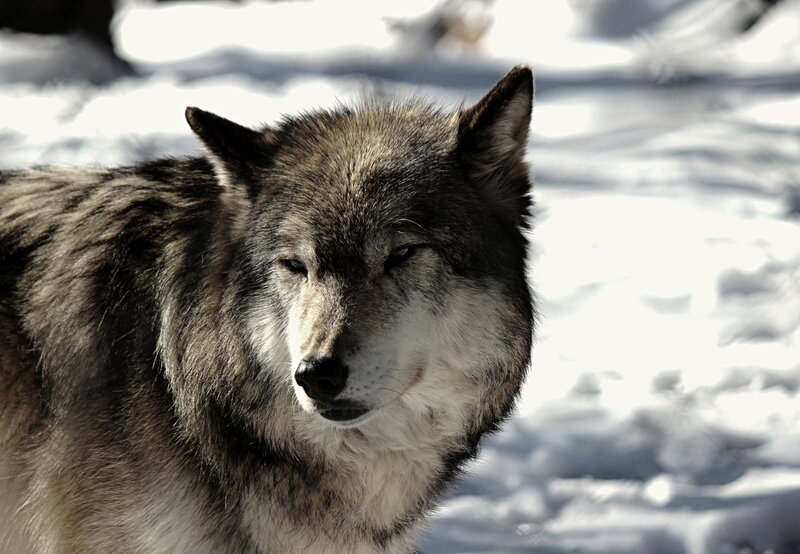 Gray Wolf in Snow — Serious