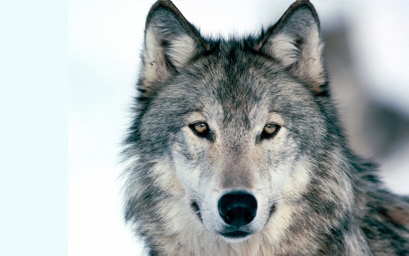 Gray Wolf in Snow — Serious, Winter, Photograph