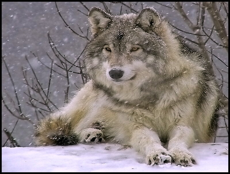 Gray Wolf in Snow