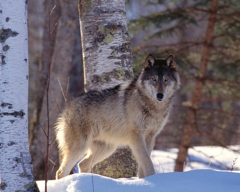 Gray Wolf in Snow — White, Alert, Winter, Photograph, Birch Tree, Forest, Brown