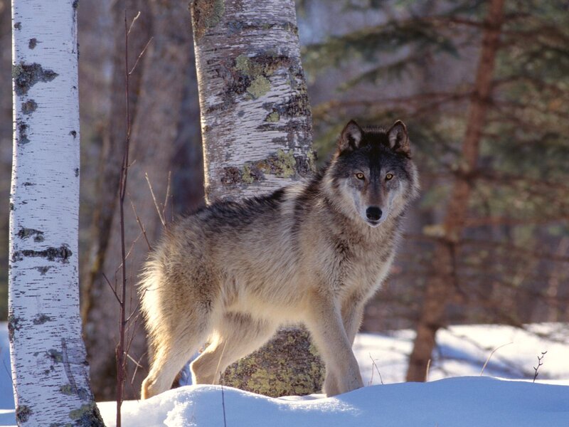 Gray Wolf in Snow — White, Alert, Winter, Photograph, Birch Trees