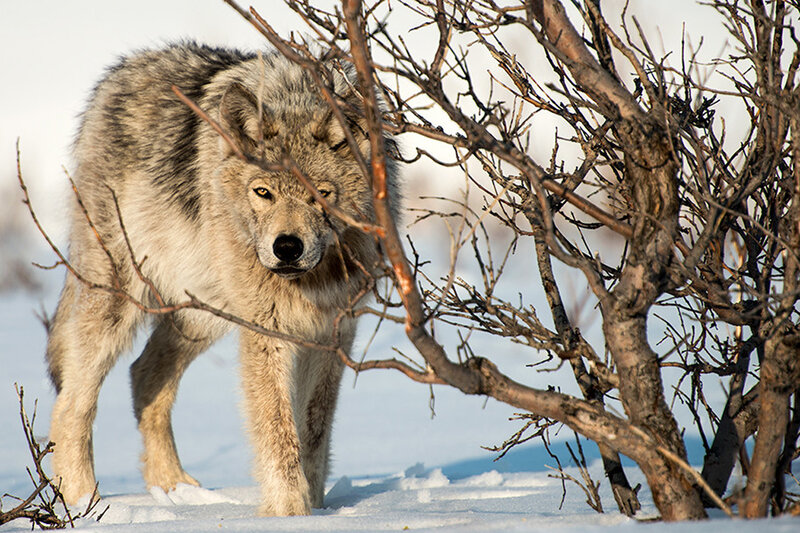Gray Wolf in Snow — White, Alert, Winter, Photograph, Branches