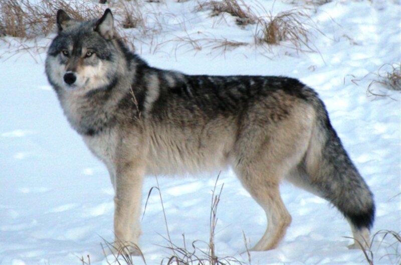 Gray Wolf in Snow — White, Alert, Winter, Photograph, Grass