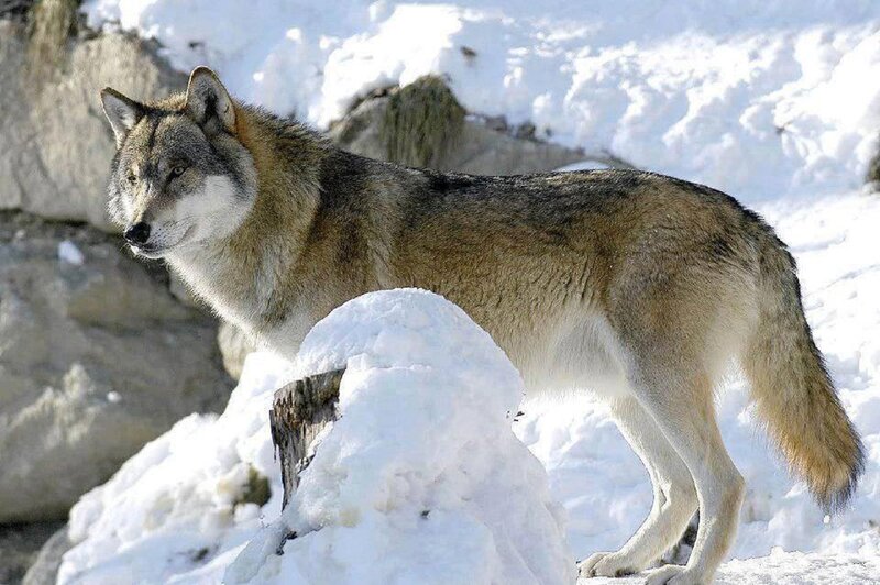 Gray Wolf in Snow — White, Alert, Winter, Photograph, Rock