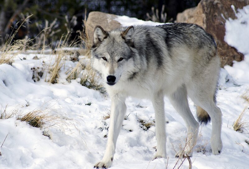 Gray Wolf in Snow — White, Alert, Winter, Photograph, Rocks