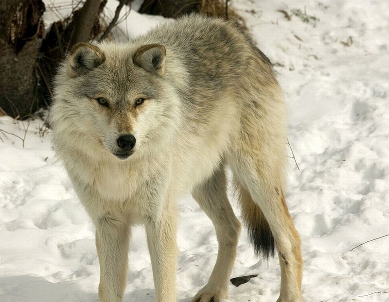 Gray Wolf in Snow — White, Alert, Winter, Photograph, Tree Trunk