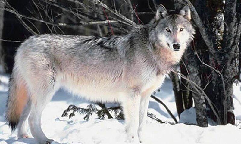 Gray Wolf in Snow — White, Alert, Winter, Photograph, Trees, Forest