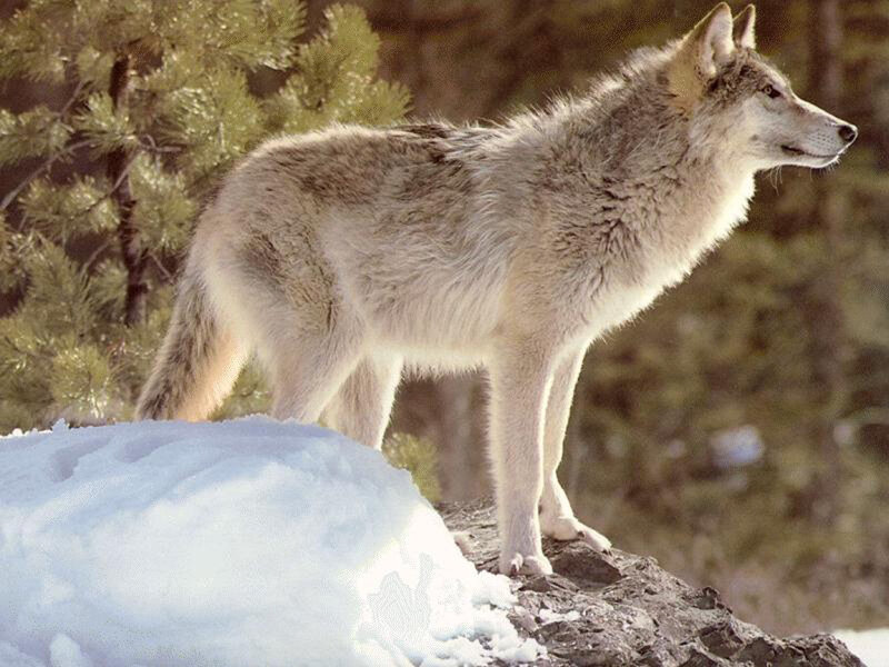 Gray Wolf in Snow — White, Alert, Winter, Photograph, Trees, Rock