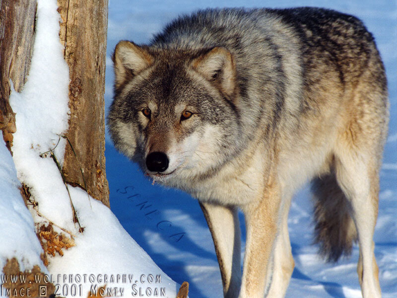 Gray Wolf in Snow — White, Alert, Winter