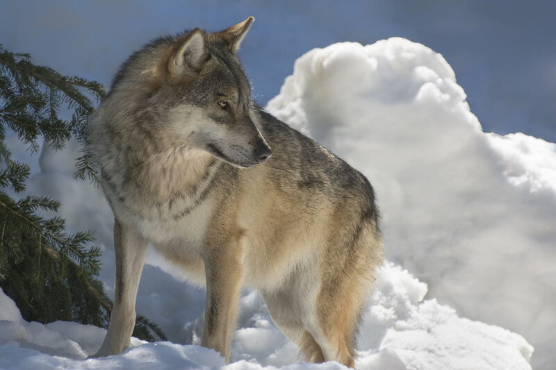 Gray Wolf in Snow — White, Calm, Winter, Photograph, Evergreen Tree