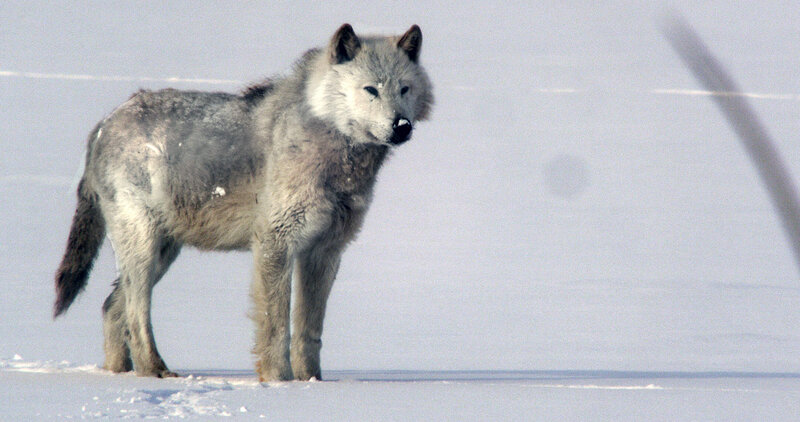 Gray Wolf in Snow — White, Calm, Winter, Photograph, Tail
