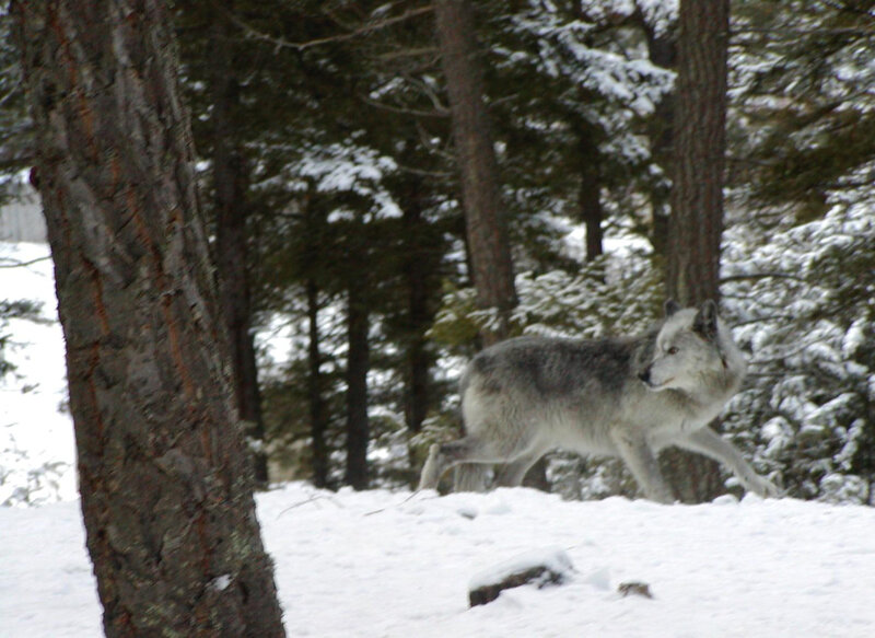 Gray Wolf in Snow — White, Calm, Winter, Photograph, Trees