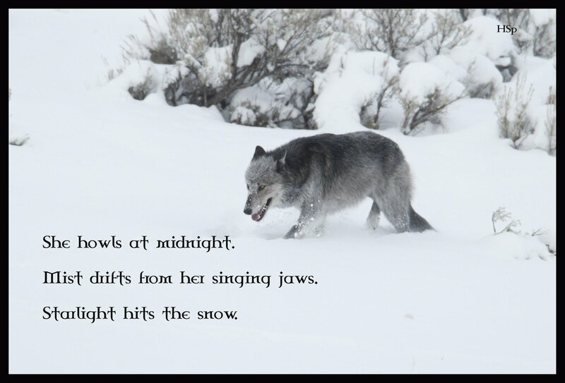 Gray Wolf in Snow — White, Cold, Night, Photograph, Bushes