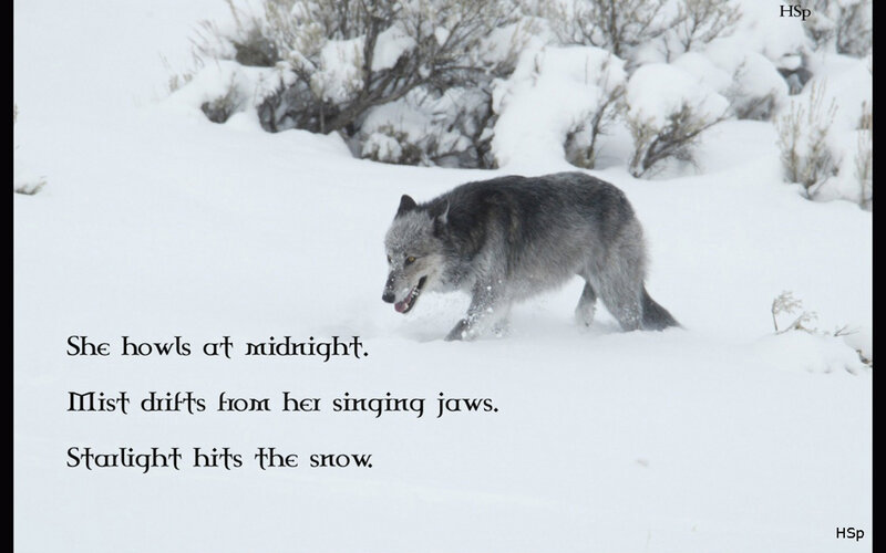 Gray Wolf in Snow — White, Cold, Night, Photograph