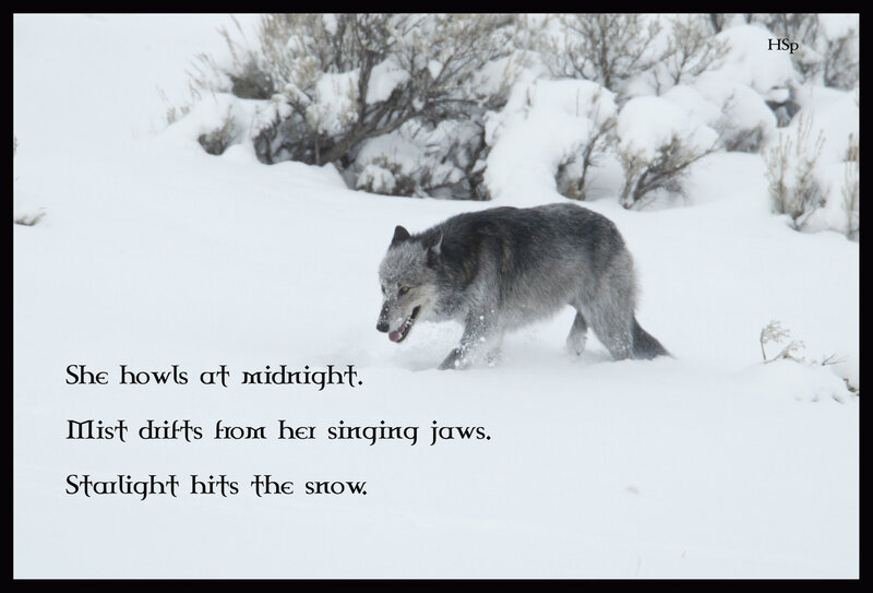 Gray Wolf in Snow — White, Cold, Night