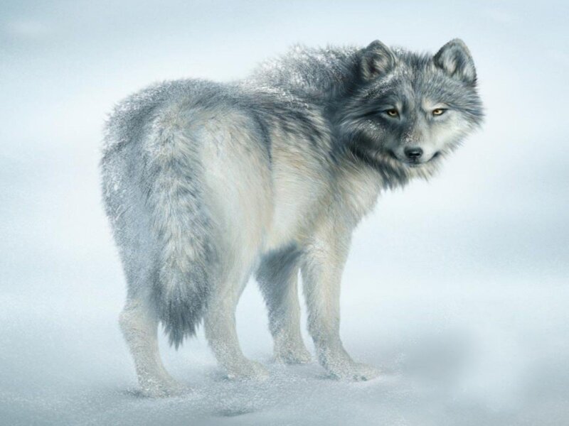 Gray Wolf in Snow — White, Cold