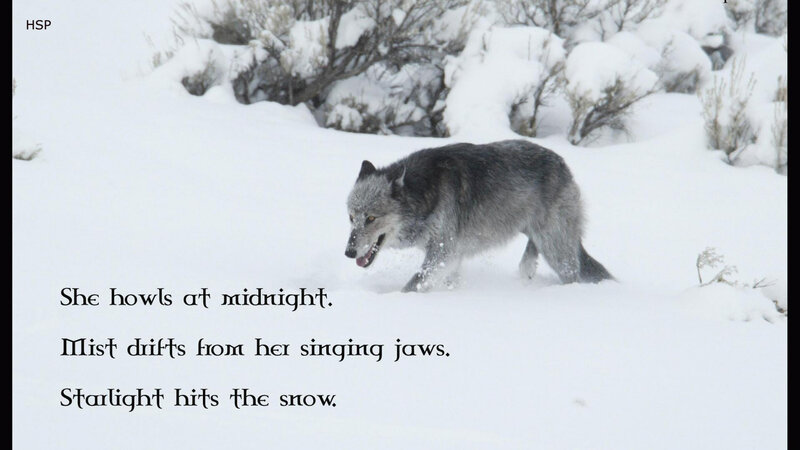 Gray Wolf in Snow — White, Cold, Winter, Photograph, Bushes, Text