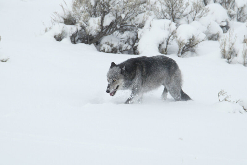 Gray Wolf in Snow — White, Cold, Winter, Photograph, Bushes