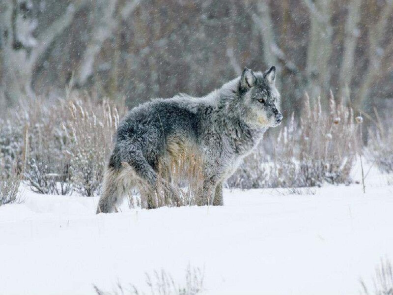Gray Wolf in Snow — White, Cold, Winter, Photograph
