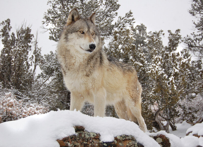 Gray Wolf in Snow — White, Cold, Winter