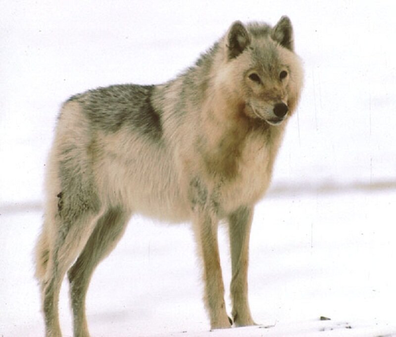 Gray Wolf in Snow — White, Neutral, Winter, Photograph