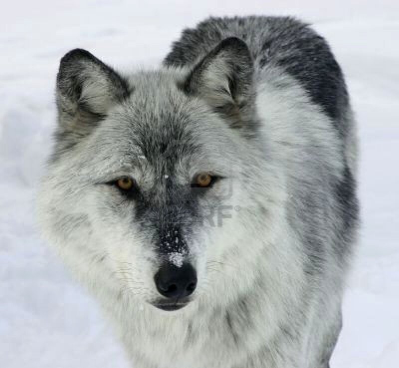 Gray Wolf in Snow — White, Neutral, Winter